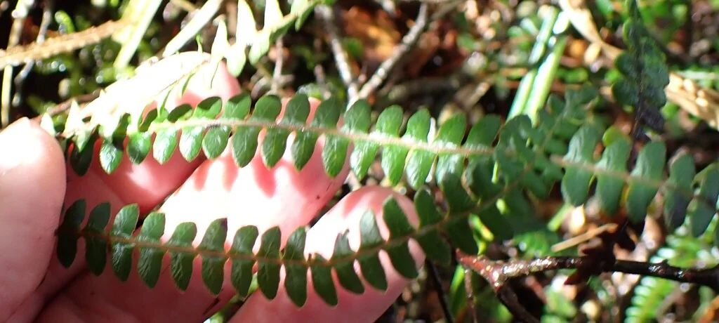 Blechnum Penna-Marina