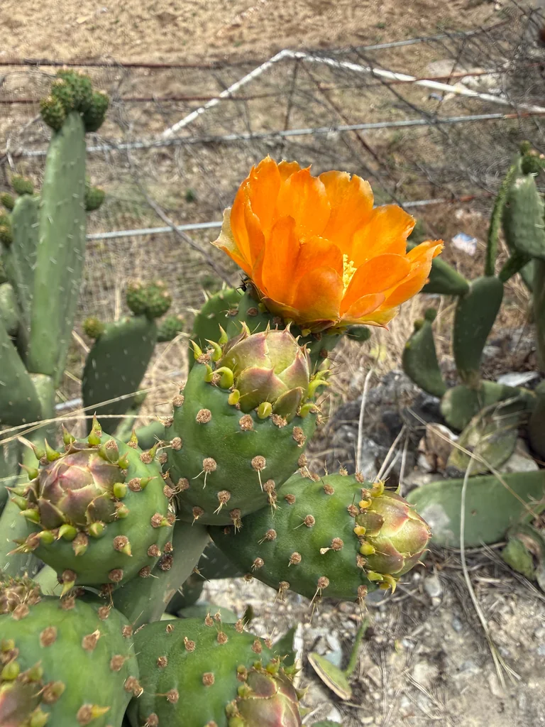 Opuntia Paraguayensis