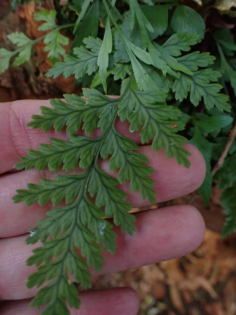 Rumohra Adiantiformis