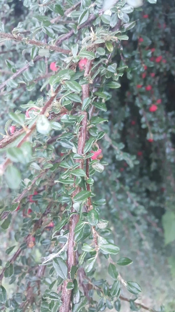 Cotoneaster Microphyllus