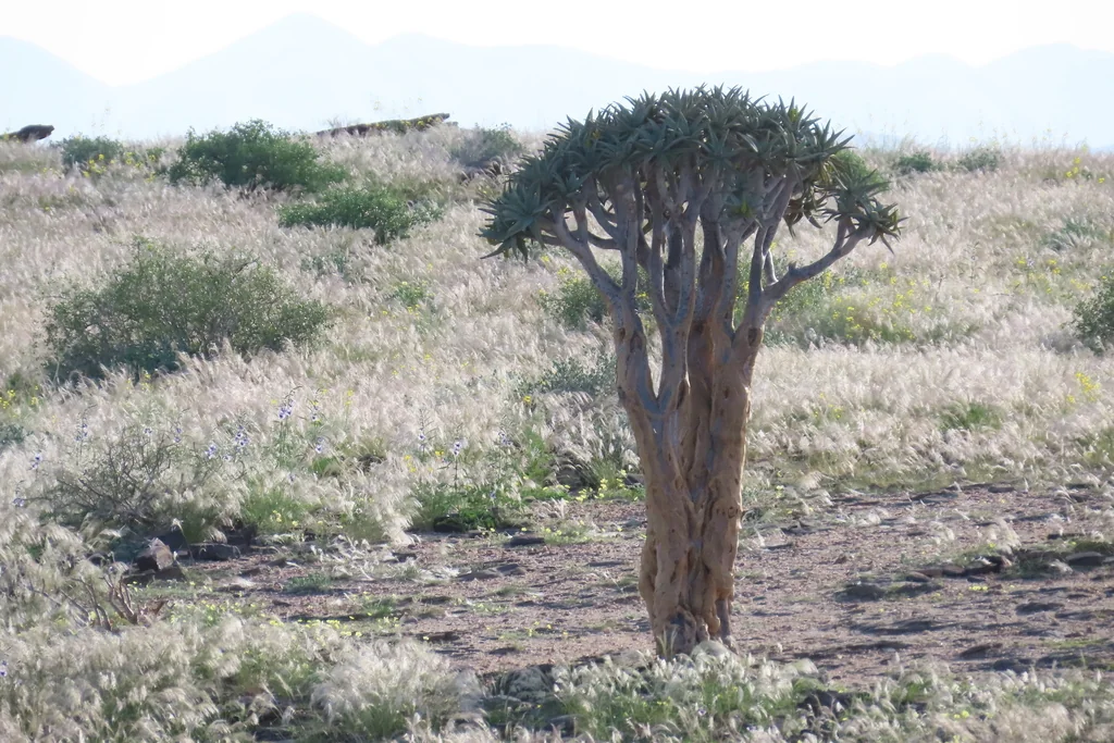 Aloe Dichotoma