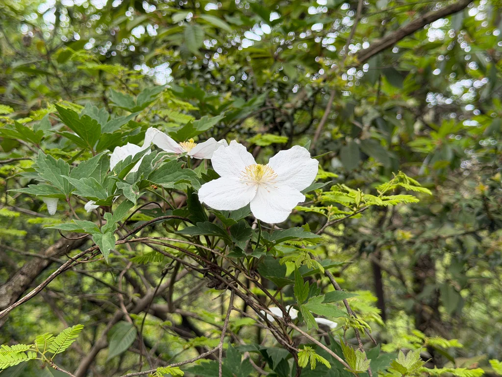 Clematis Montana