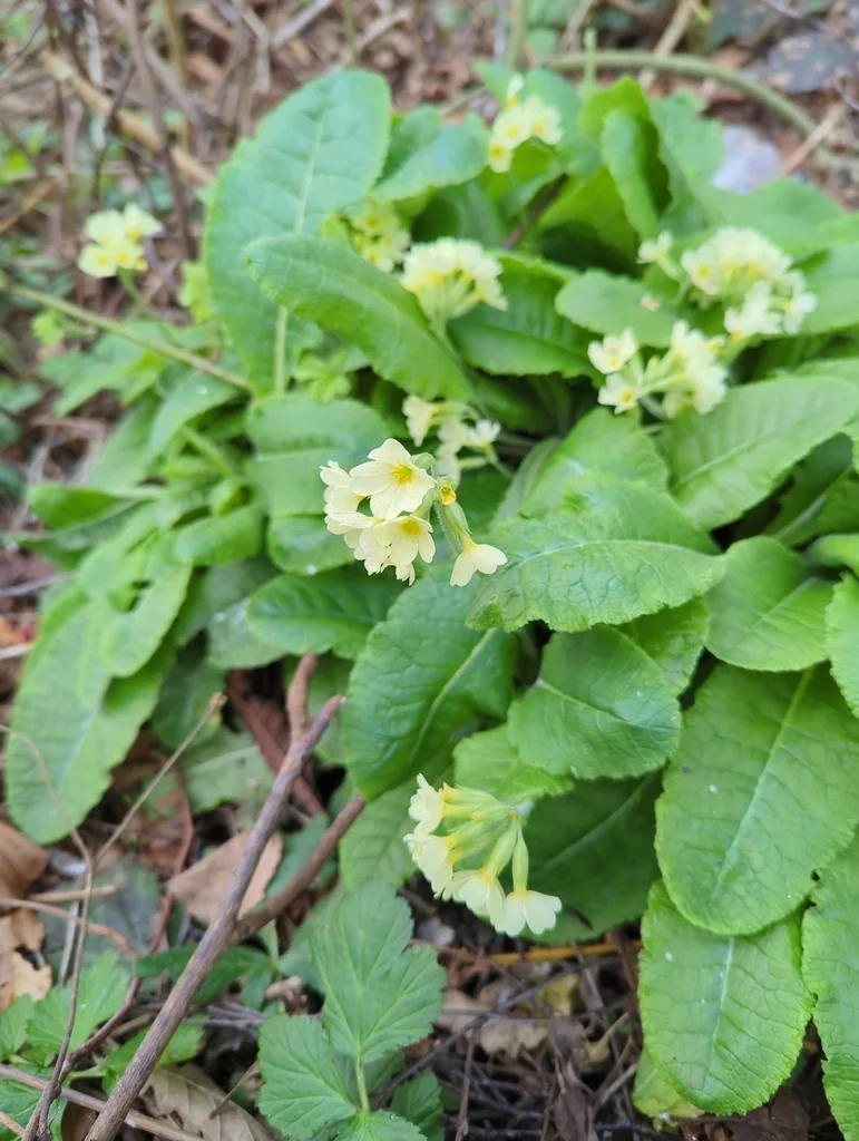 Primula vulgaris