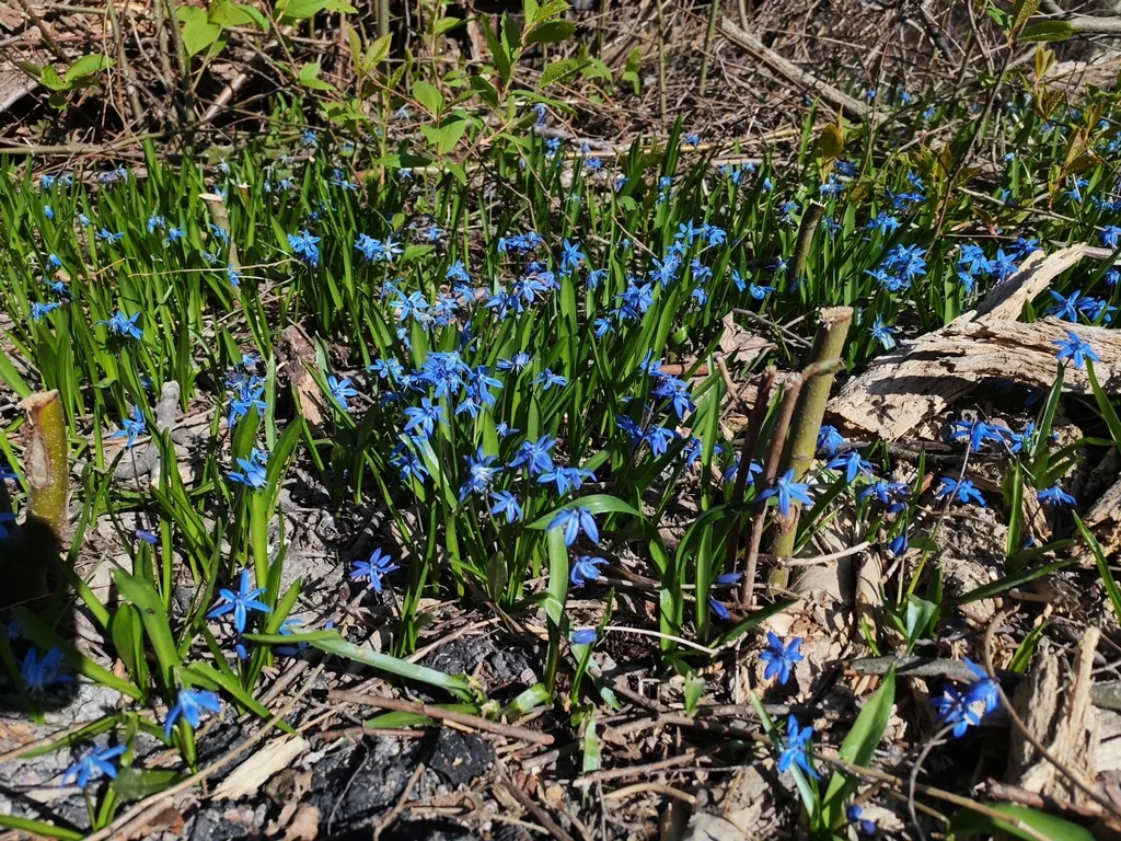 Scilla Siberica