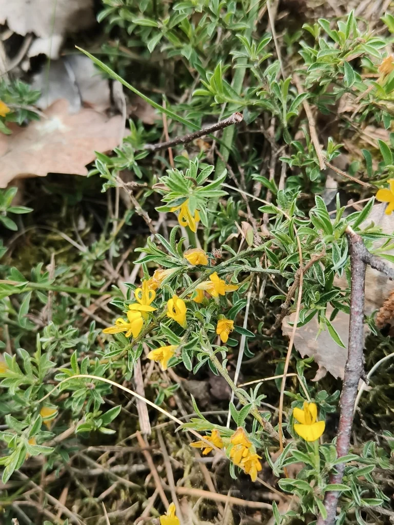 Genista Pilosa