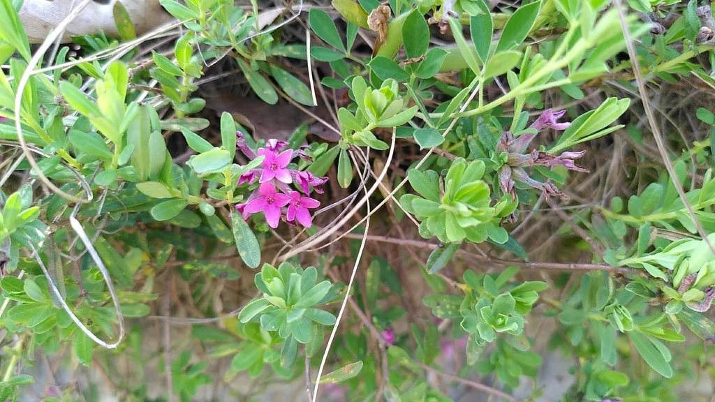 Daphne Cneorum
