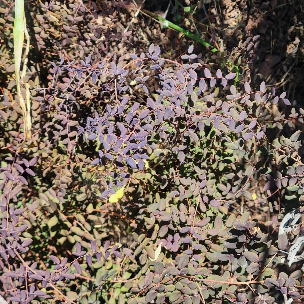 Pellaea Andromedifolia
