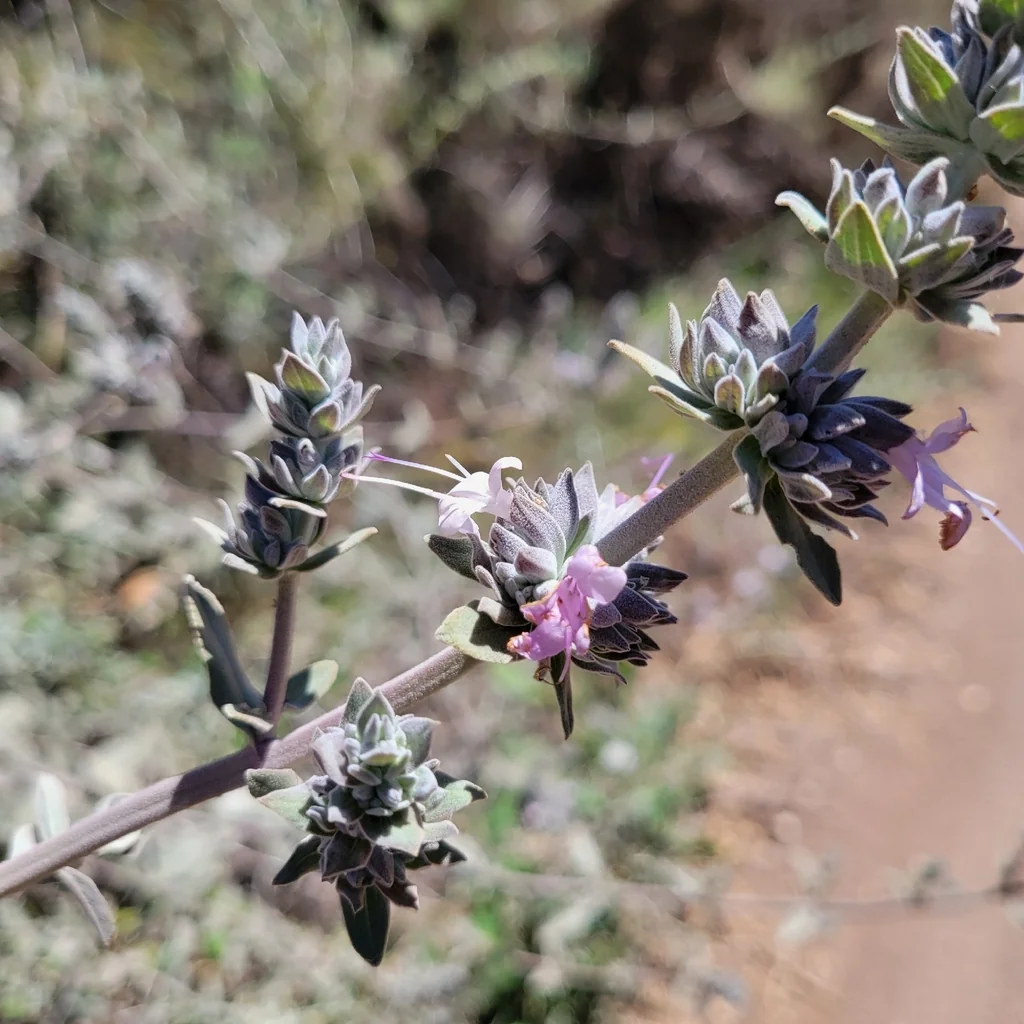 Salvia Leucophylla