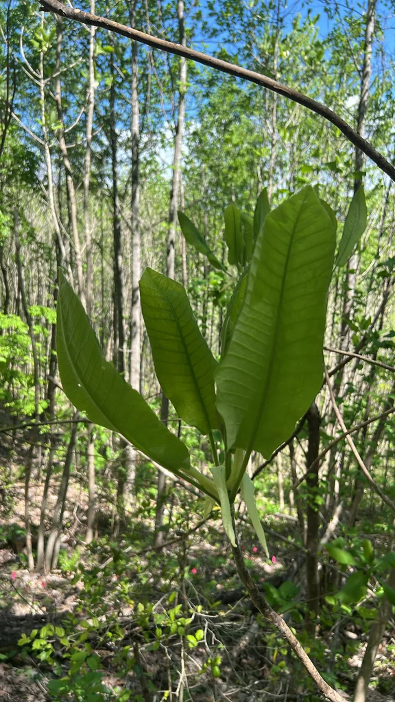Magnolia Macrophylla