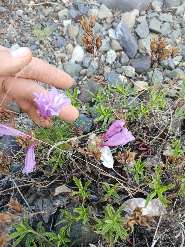 Penstemon Fruticosus