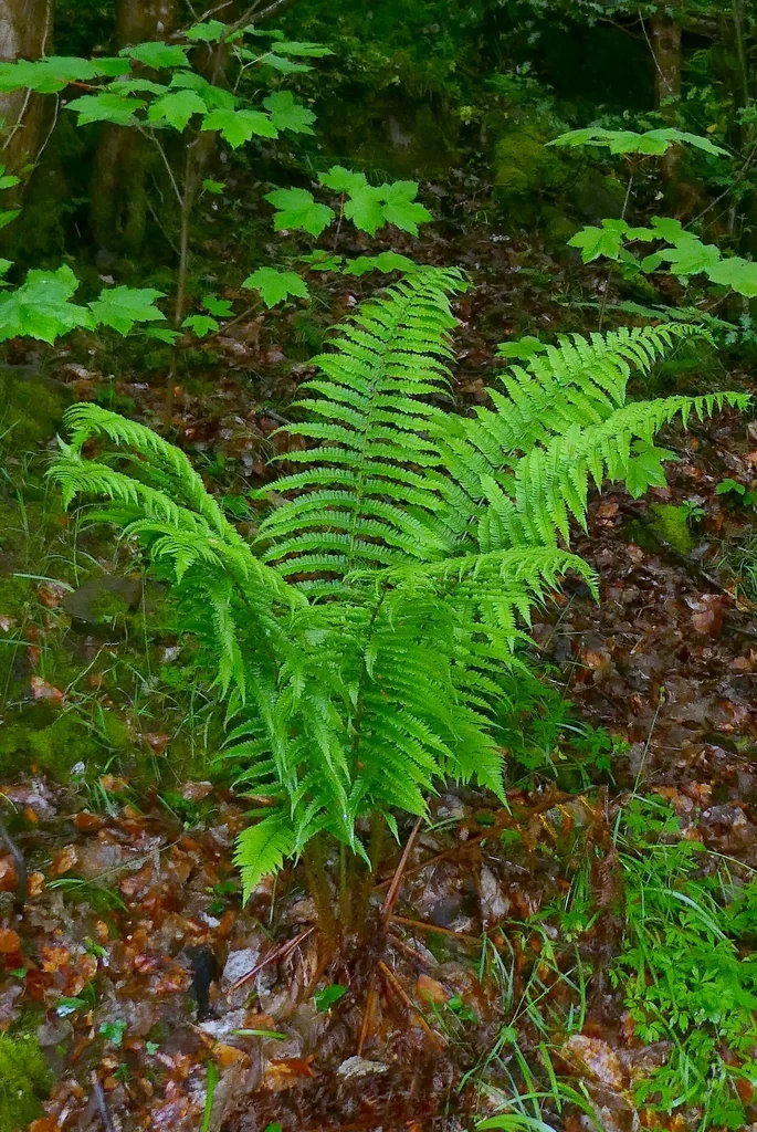 Dryopteris Affinis