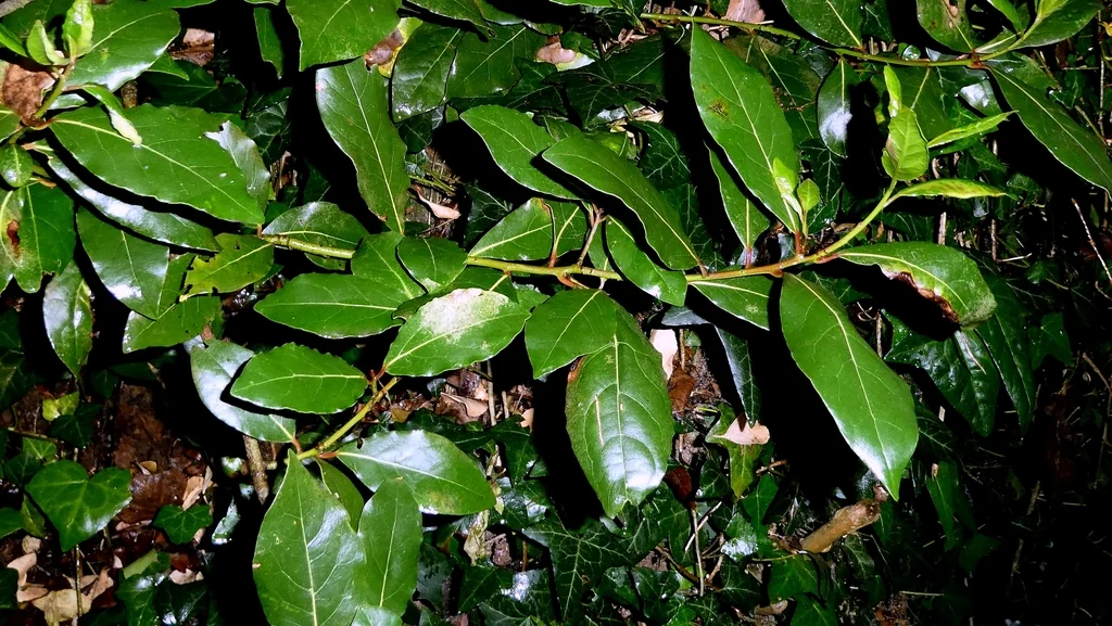 Laurus Nobilis
