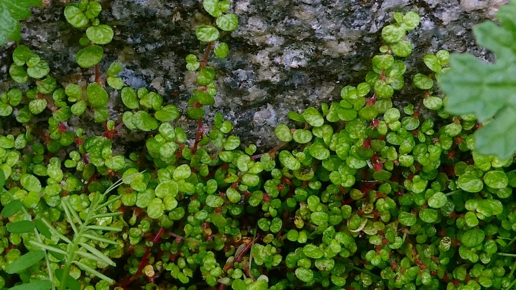 Soleirolia Soleirolii