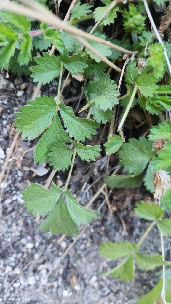 Potentilla Glandulosa
