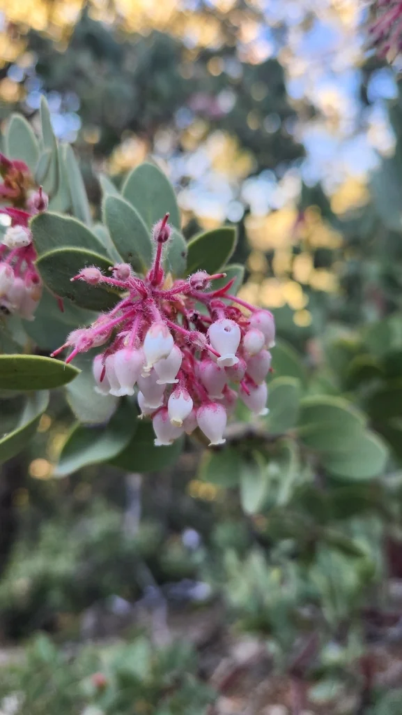 Arctostaphylos Pringlei