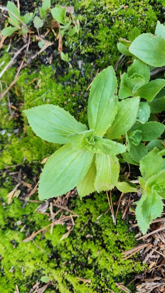 Mimulus Cardinalis