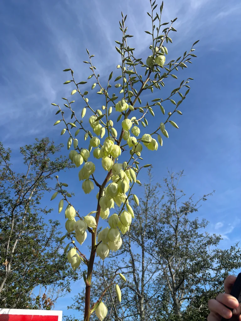 Yucca Filamentosa