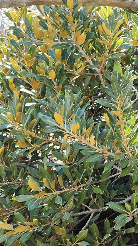 Chrysolepis Sempervirens