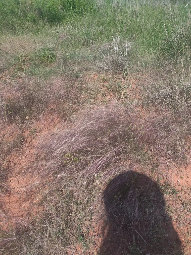Aristida Purpurea
