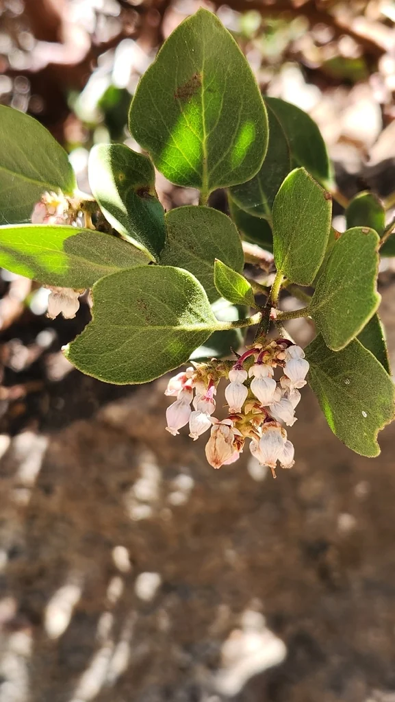 Arctostaphylos Patula
