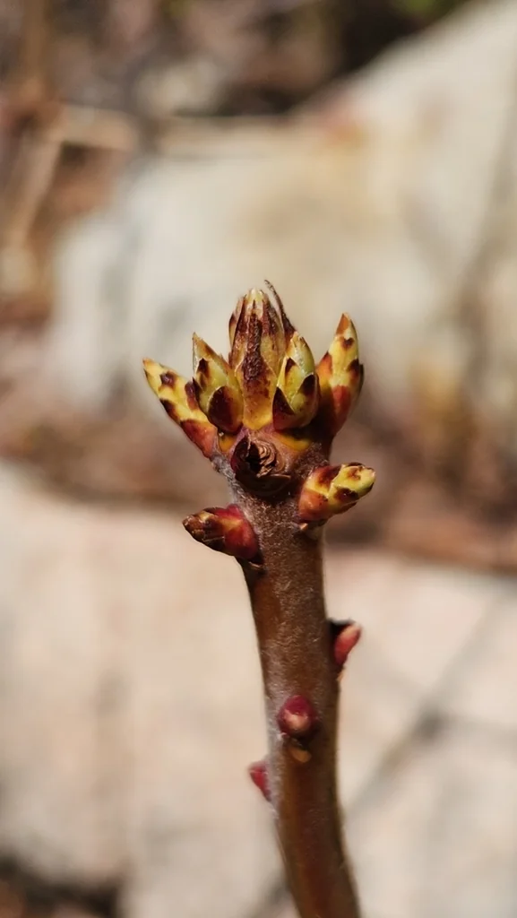 Rhododendron Occidentale