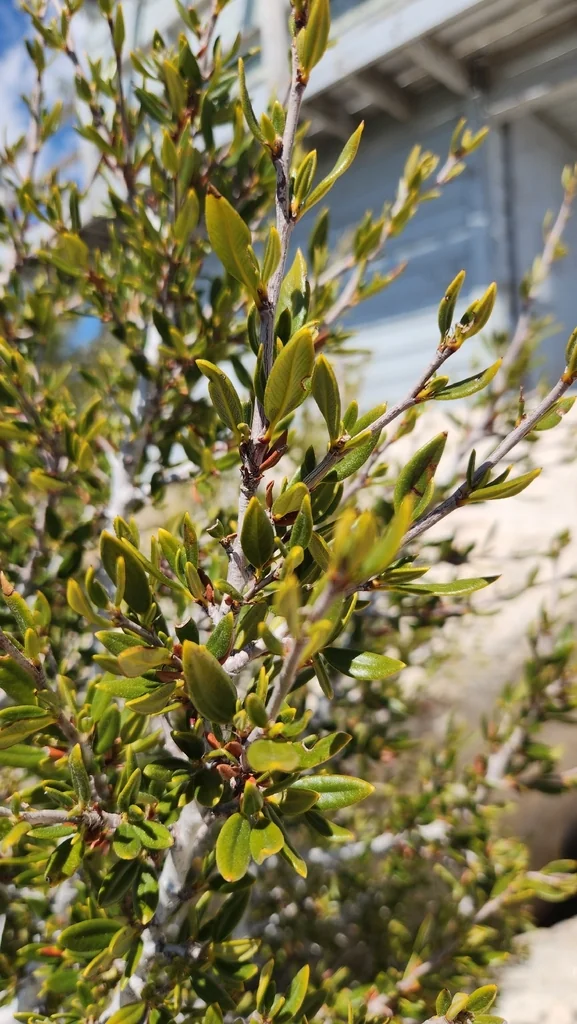 Cercocarpus Ledifolius