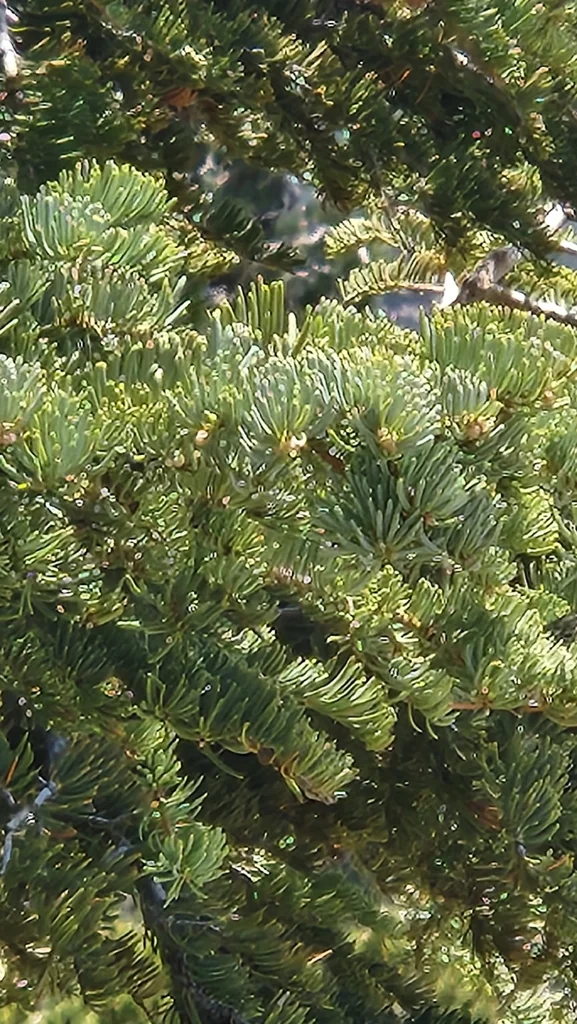 Abies Concolor