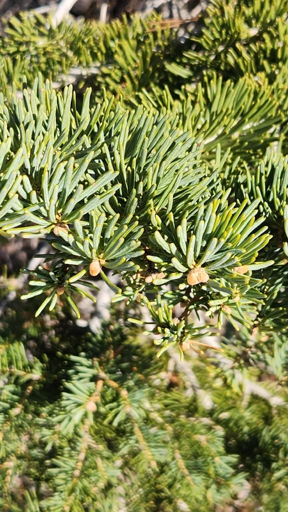 Abies Concolor