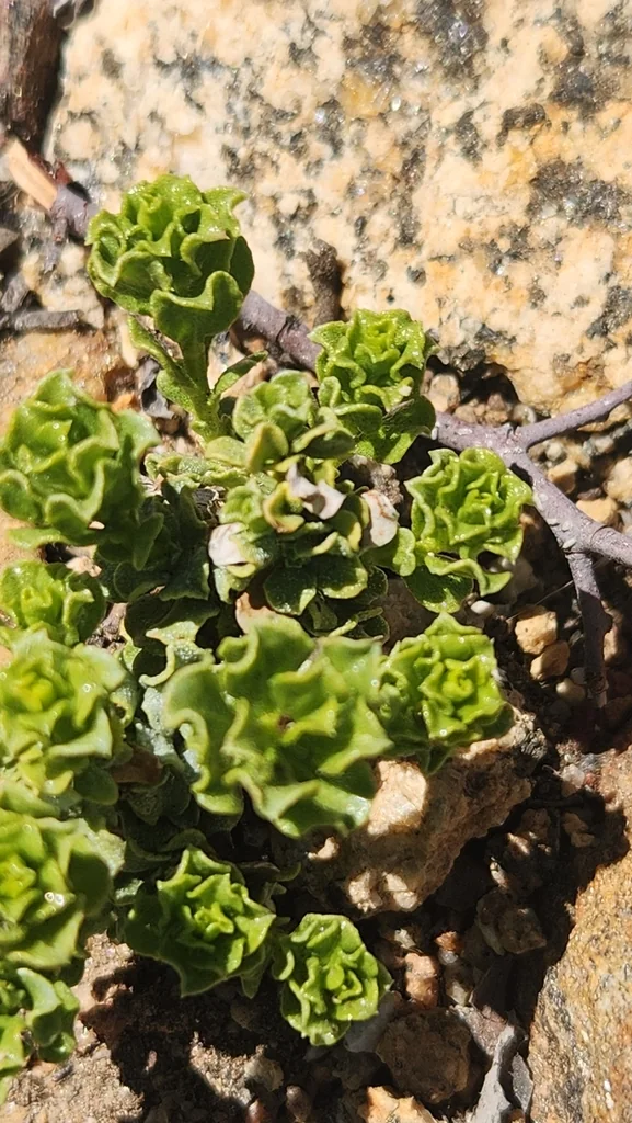 Ericameria Cuneata