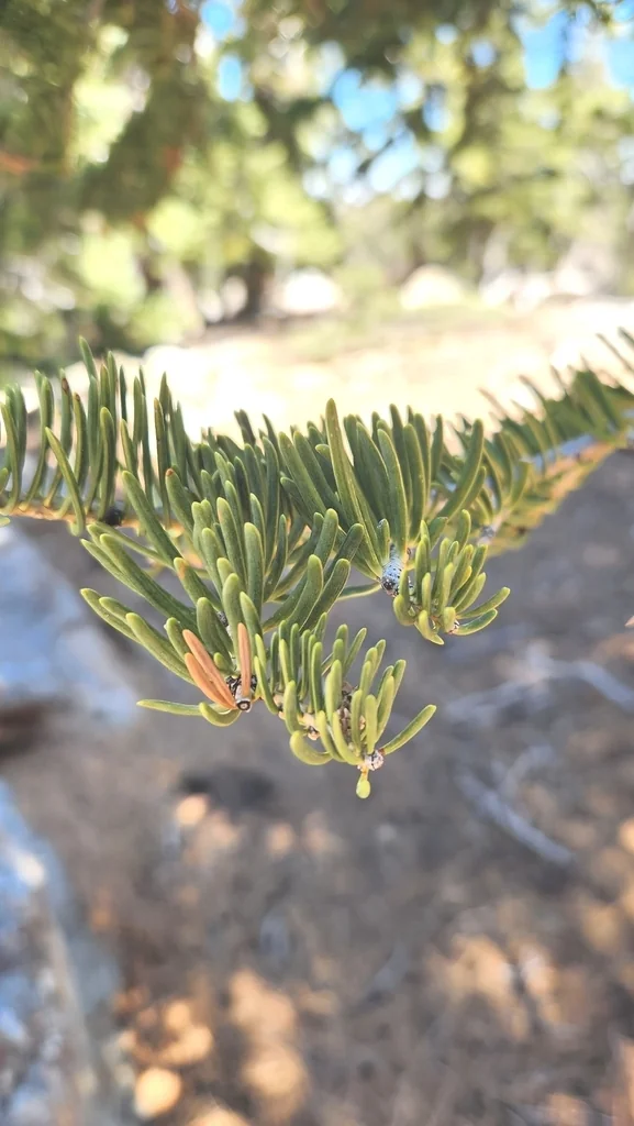 Abies Concolor