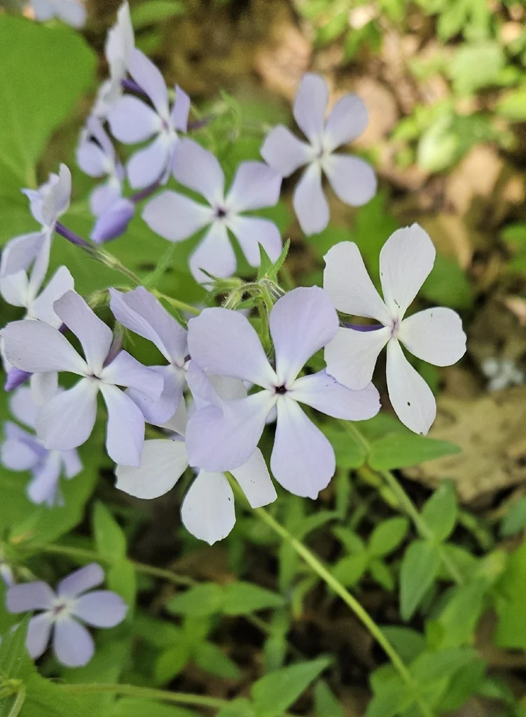 Phlox Divaricata