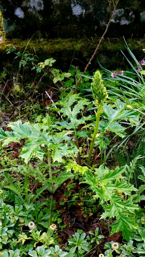 Acanthus Mollis