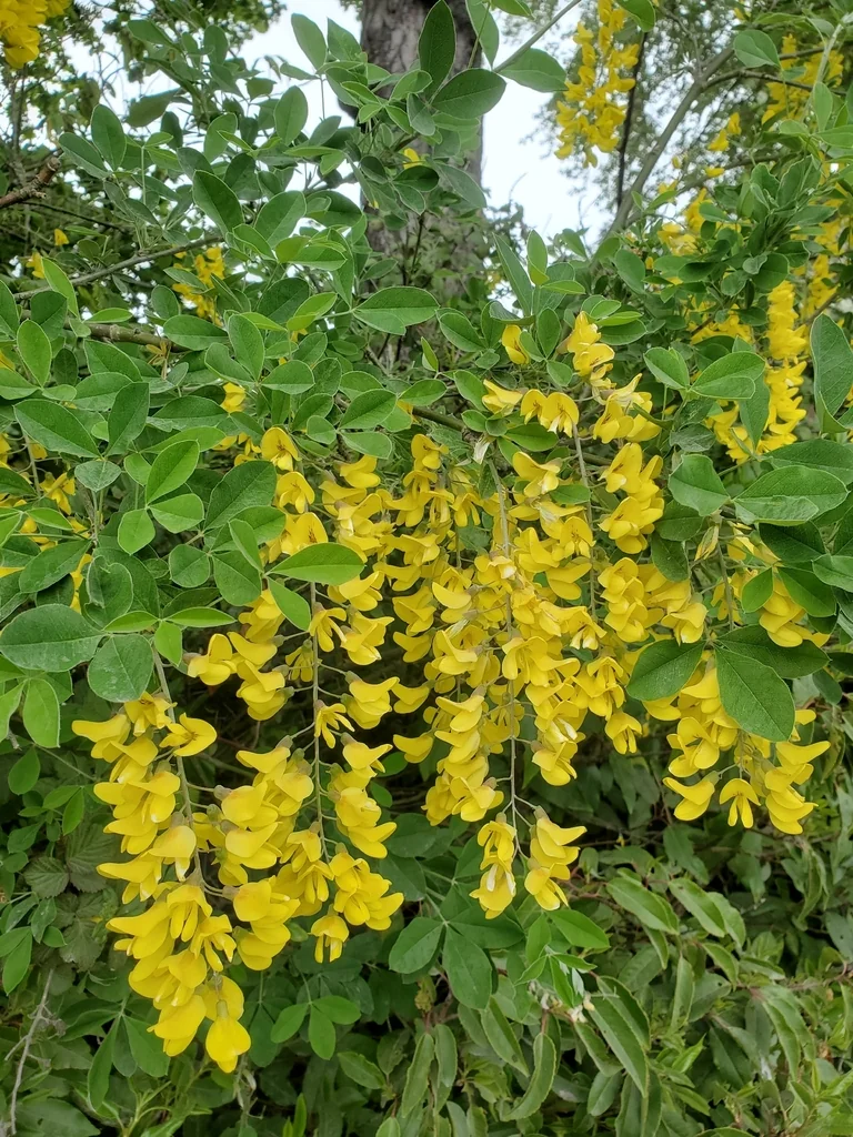 Laburnum Anagyroides
