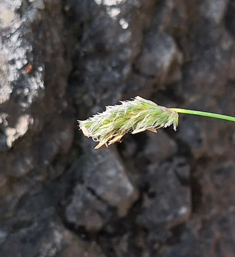 Sesleria Caerulea