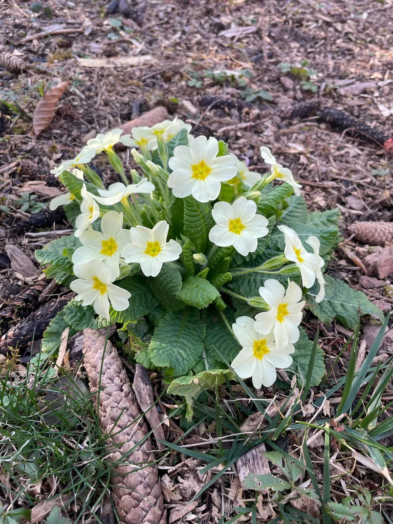 Primula vulgaris