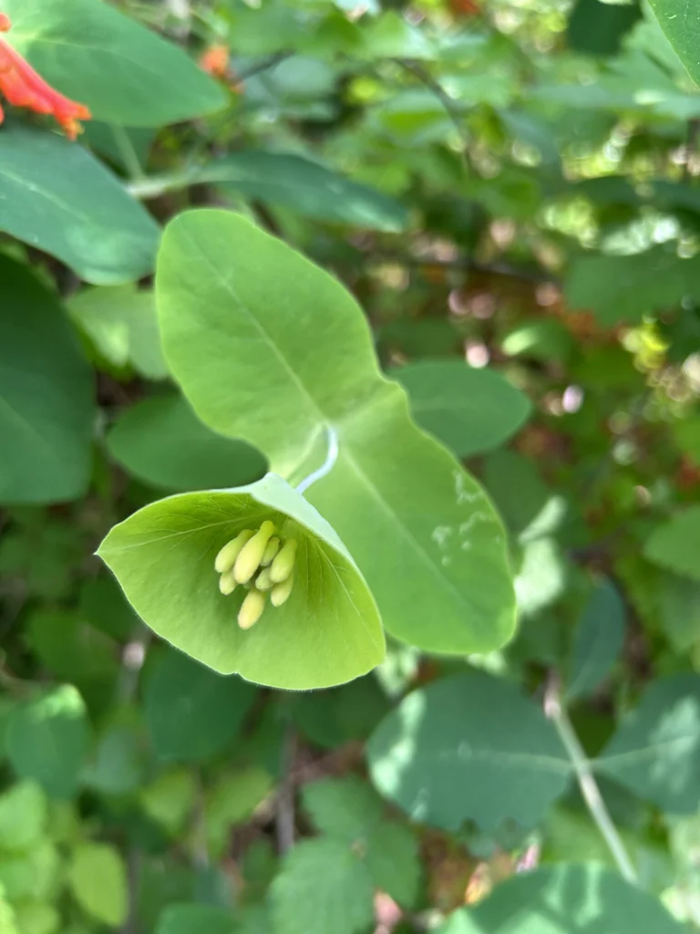 Lonicera Ciliosa
