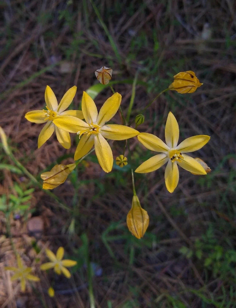 Triteleia Ixioides