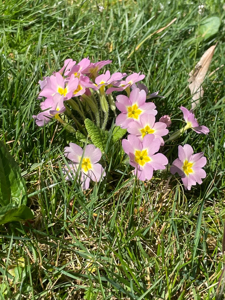 Primula vulgaris