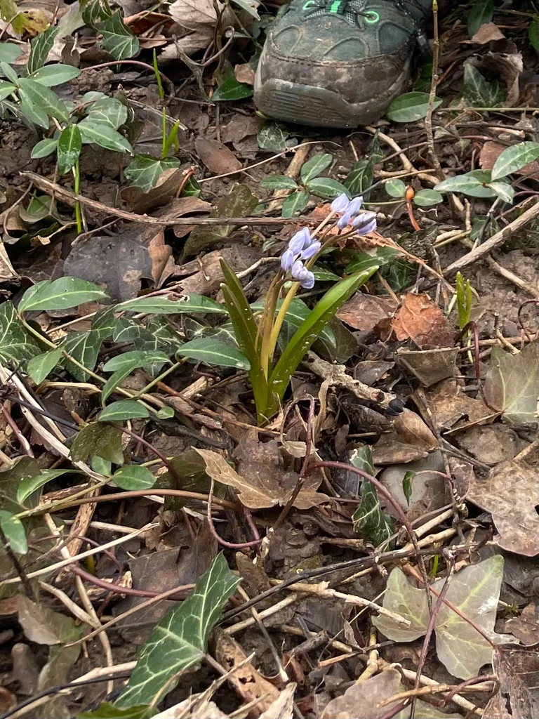 Scilla Bifolia