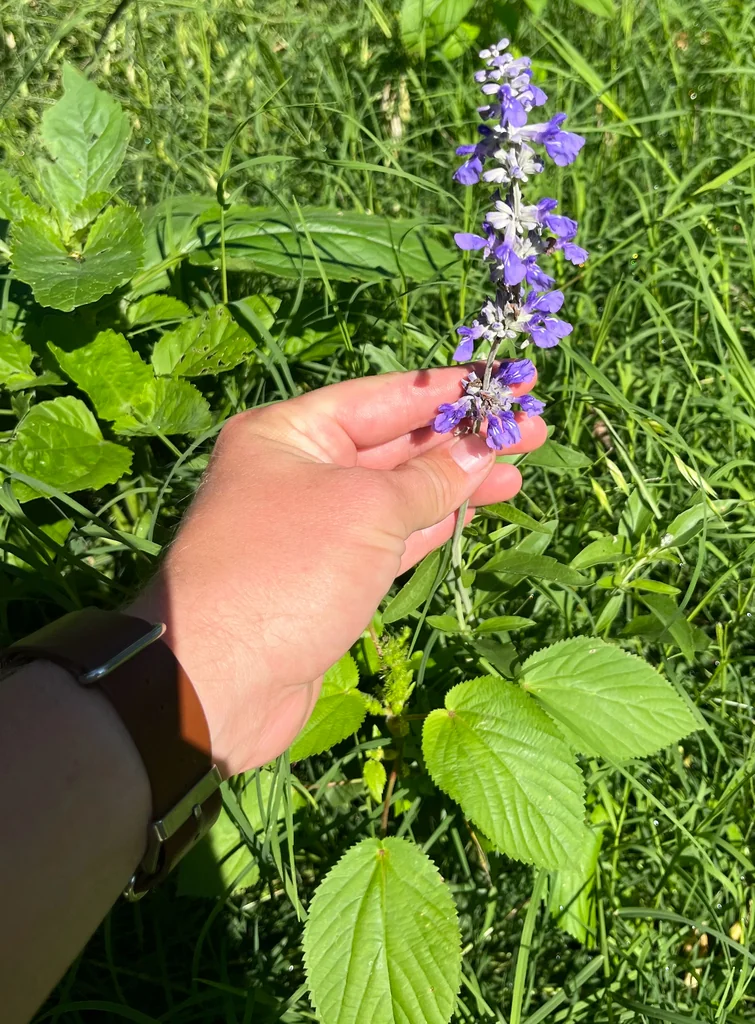 Salvia farinacea