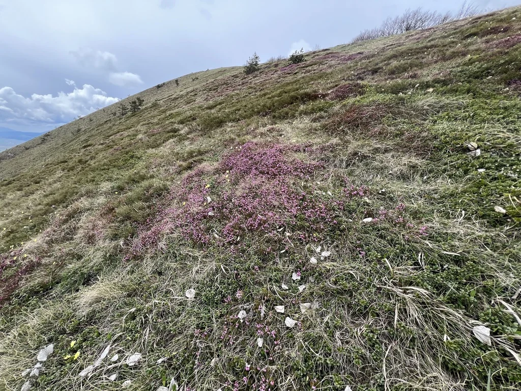 Erica Carnea