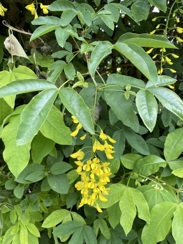 Laburnum Anagyroides