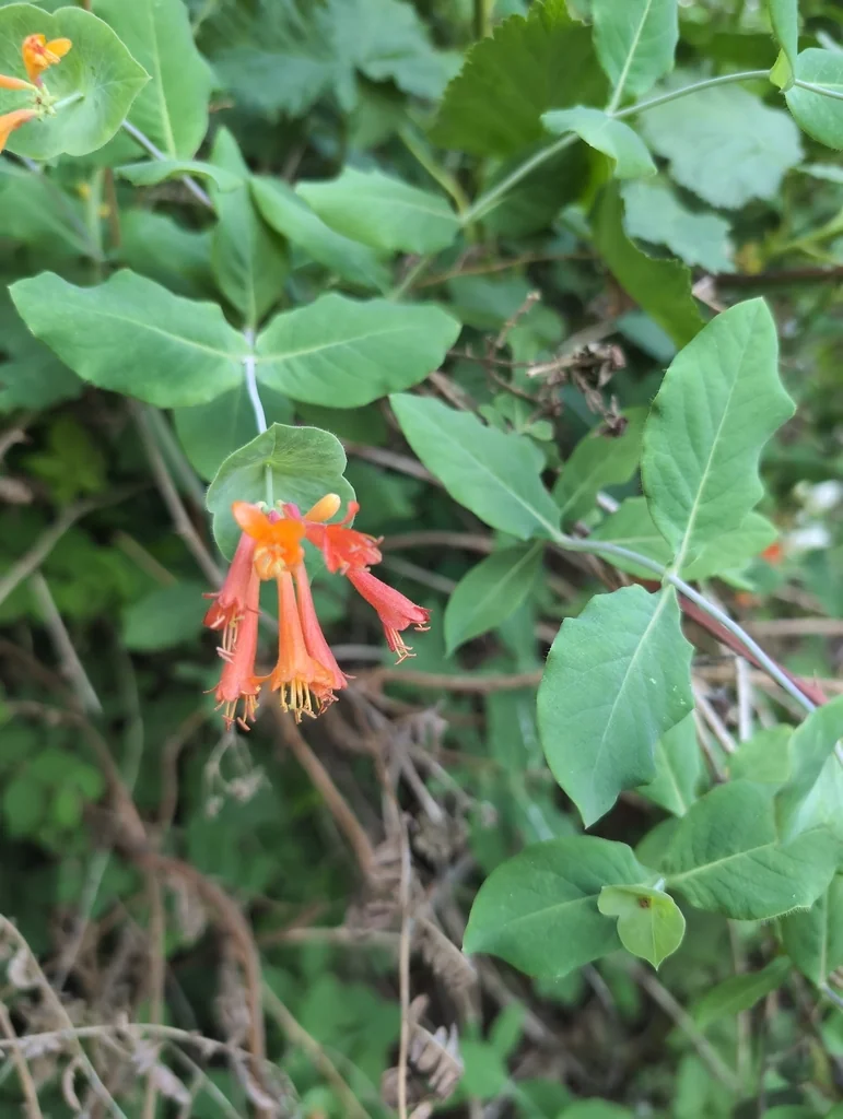 Lonicera Ciliosa