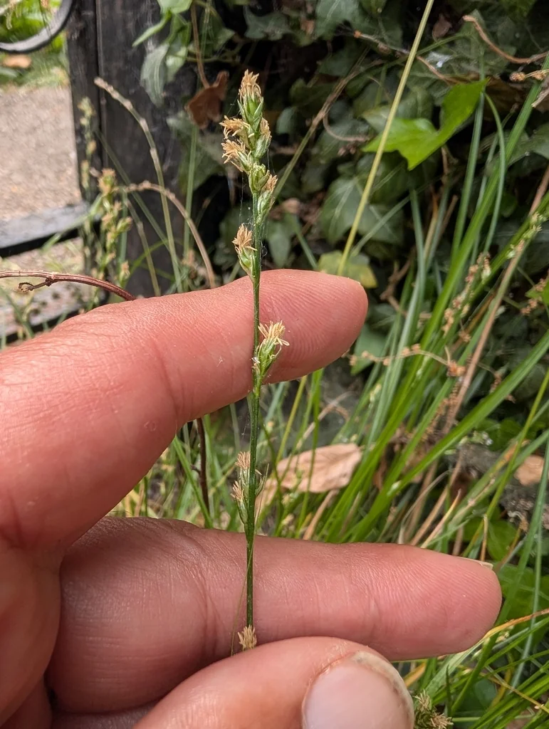 Carex Divulsa
