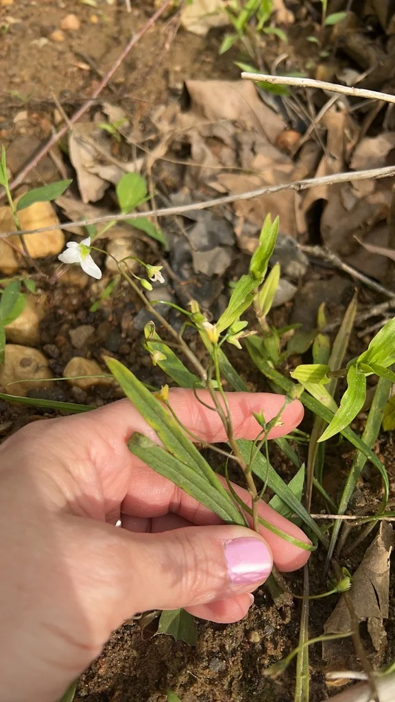 Claytonia Virginica