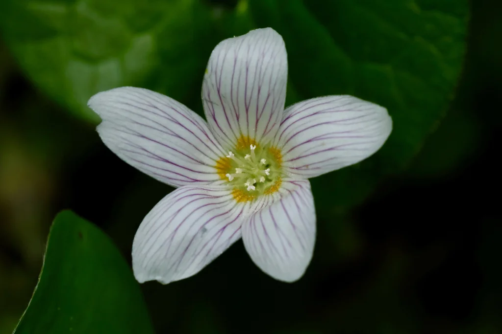 Oxalis Oregana