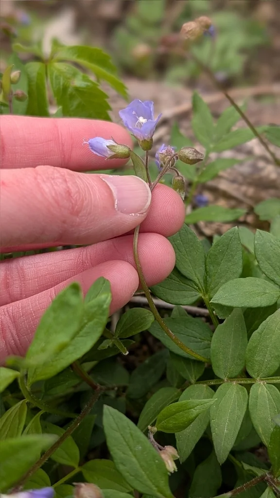 Polemonium Reptans