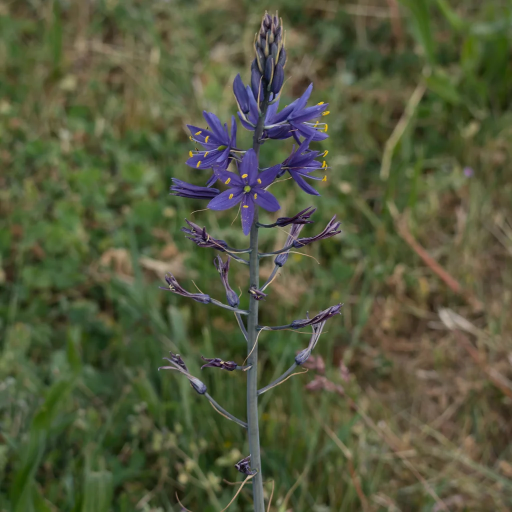 Camassia Leichtlinii