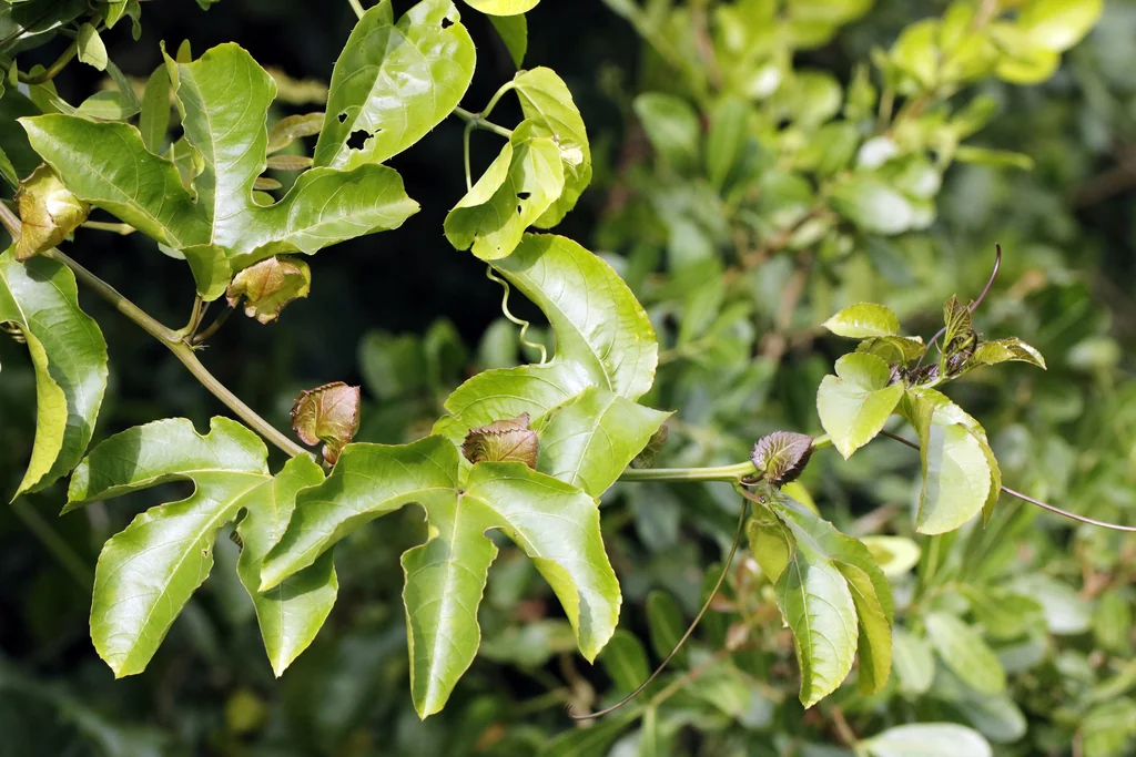 Passiflora Edulis