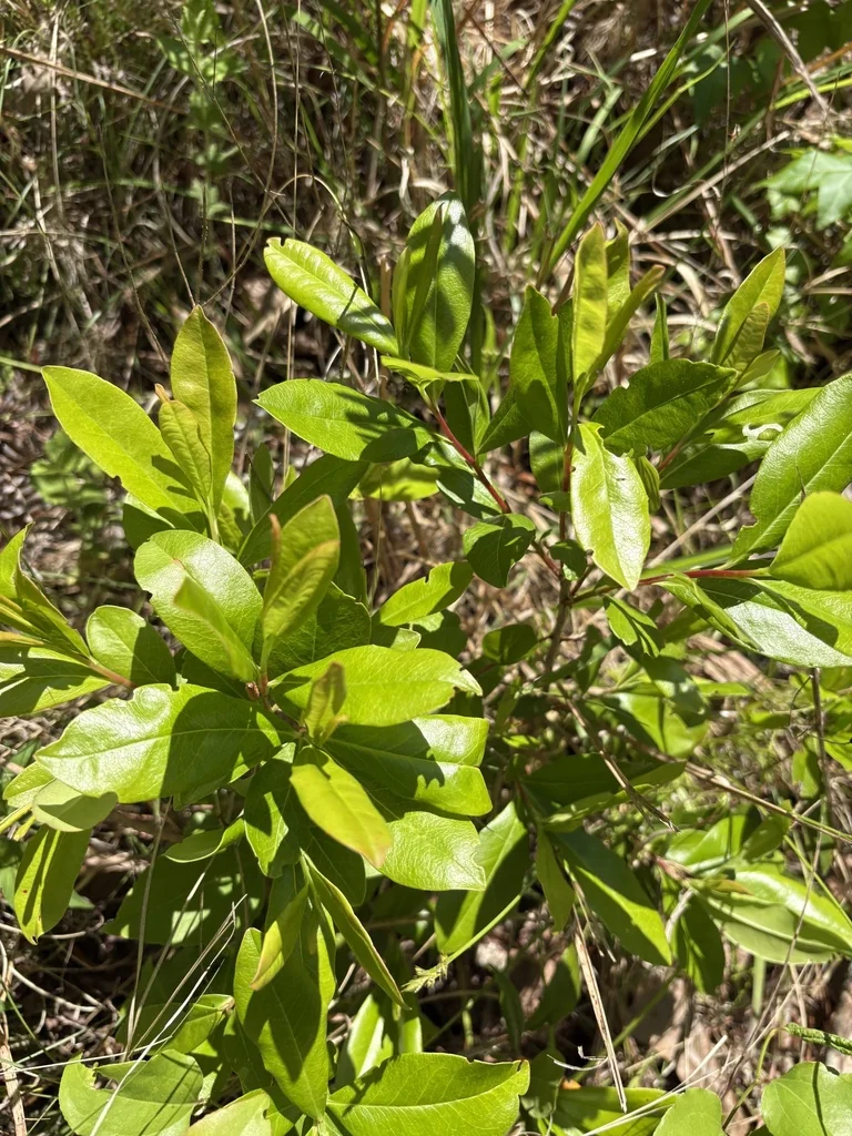 Cyrilla Racemiflora